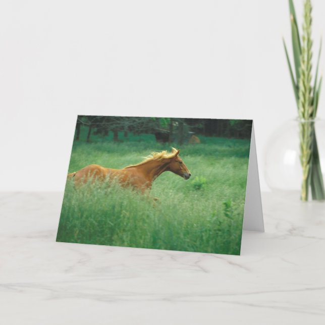 Young Stallion Runs Through Meadow Card (Front)