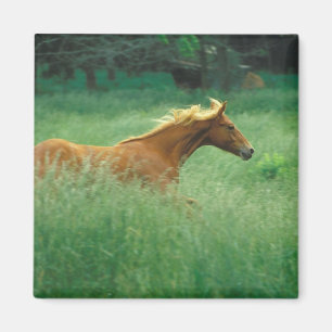Young Stallion Runs Through Meadow Magnet