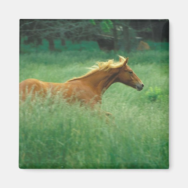 Young Stallion Runs Through Meadow Magnet (Front)