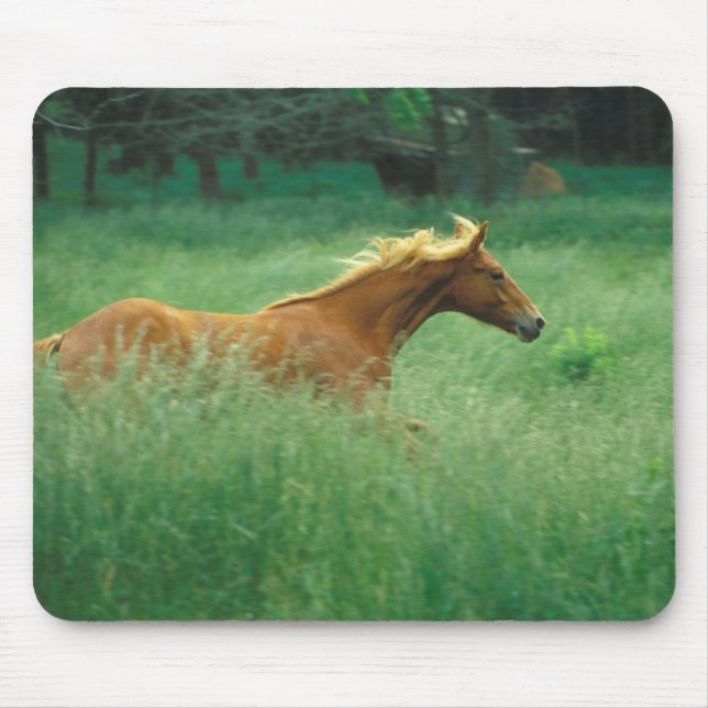 Young Stallion Runs Through Meadow Mouse Pad (Front)