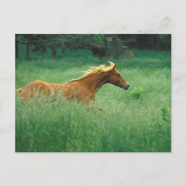 Young Stallion Runs Through Meadow Postcard (Front)