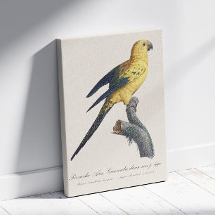 Young Sun Parakeet or Conure Aratinga solstitialis Canvas Print