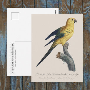 Young Sun Parakeet or Conure Aratinga solstitialis Postcard