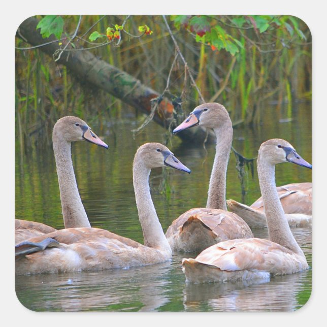 Young Swans Sticker (Front)