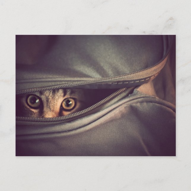 Young Tabby Kitten Postcard (Front)