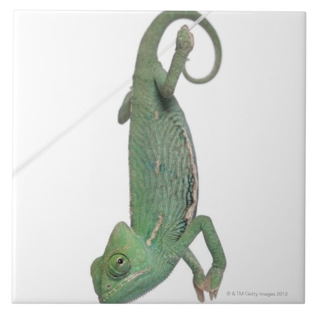 Young veiled chameleon, Chamaeleo calyptratus Ceramic Tile (Front)