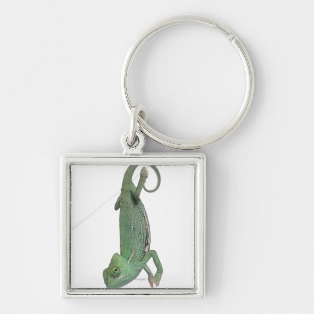 Young veiled chameleon, Chamaeleo calyptratus Key Ring (Front)