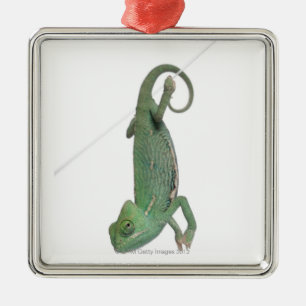 Young veiled chameleon, Chamaeleo calyptratus Metal Tree Decoration