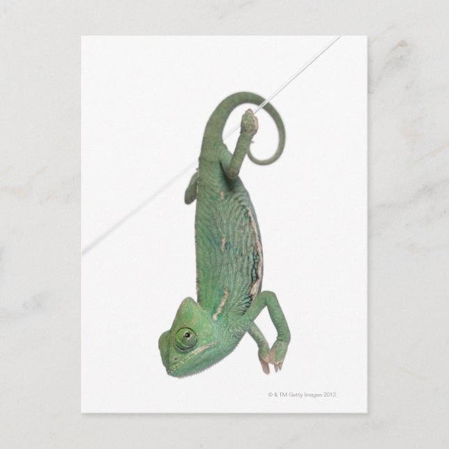 Young veiled chameleon, Chamaeleo calyptratus Postcard (Front)