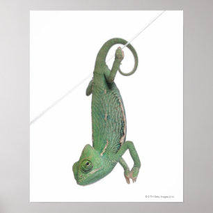 Young veiled chameleon, Chamaeleo calyptratus Poster