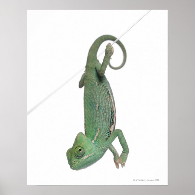 Young veiled chameleon, Chamaeleo calyptratus Poster (Front)