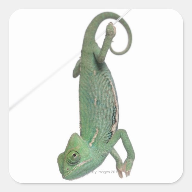 Young veiled chameleon, Chamaeleo calyptratus Square Sticker (Front)