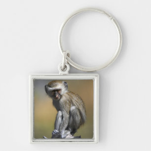 Young Vervet Monkey (Cercopithecus aethiops) in Key Ring