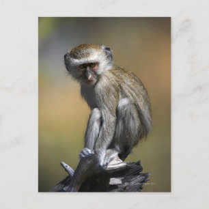 Young Vervet Monkey (Cercopithecus aethiops) in Postcard