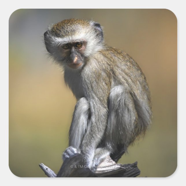 Young Vervet Monkey (Cercopithecus aethiops) in Square Sticker (Front)
