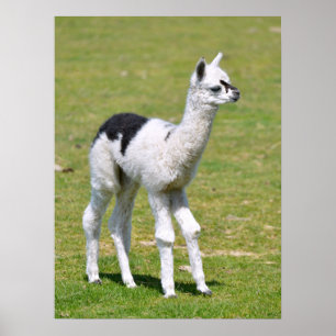 Young white an black alpaca postcard T-Shirt Poster