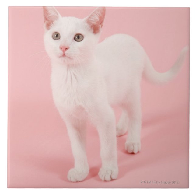 Young white cat 2 ceramic tile (Front)
