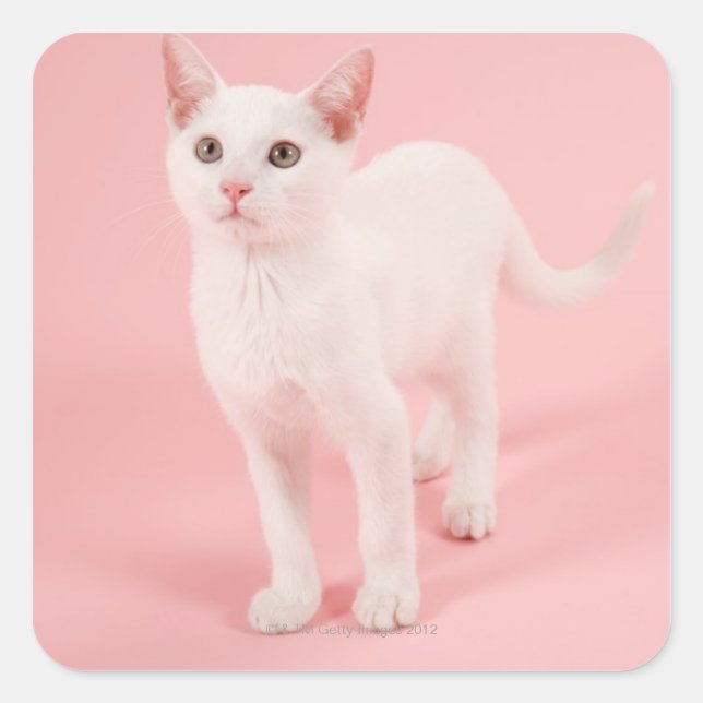 Young white cat 2 square sticker (Front)
