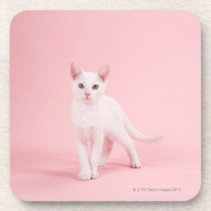 Young white cat coaster