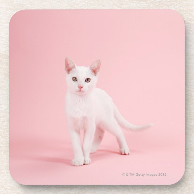Young white cat coaster (Front)