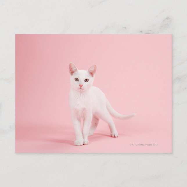 Young white cat postcard (Front)
