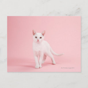 Young white cat postcard