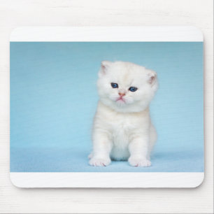 Young white cat sits on blue background mouse pad