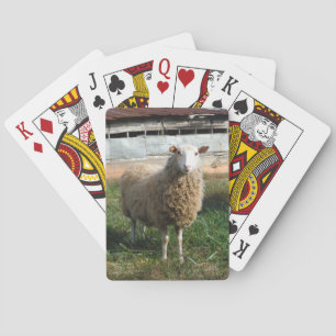 Young White Sheep on the Farm Playing Cards