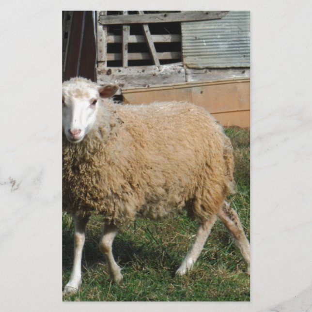 Young White Sheep on the Farm Stationery (Front)