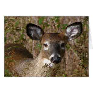 Young white-tailed deer Blank Card