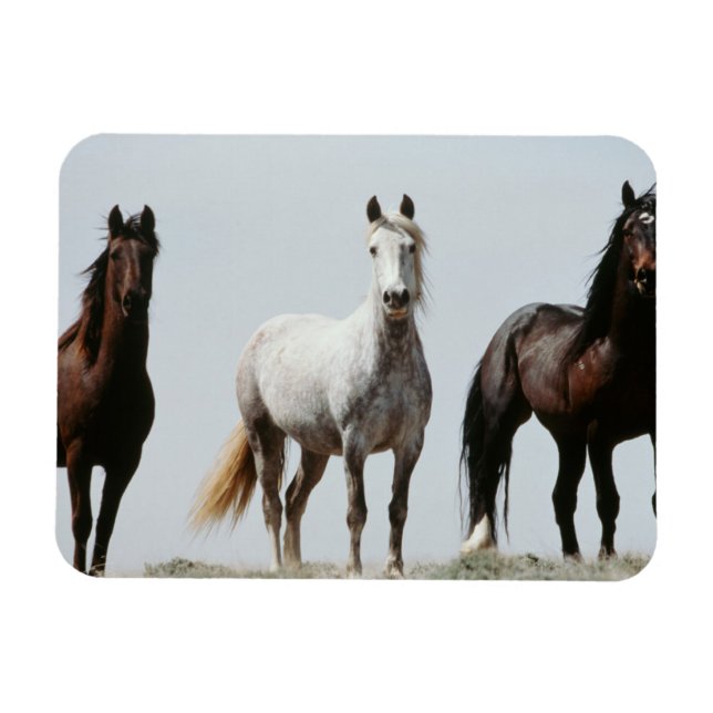 Young Wild Stallions Magnet (Horizontal)