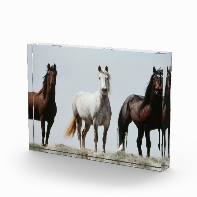 Young Wild Stallions Photo Block (Right)
