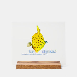Young Yellow Boxfish Acrylic Sign