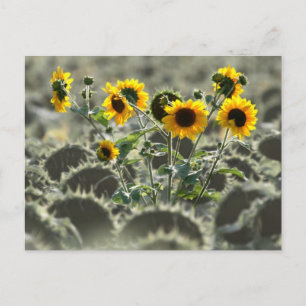 Young Yellow Sunflowers Postcard