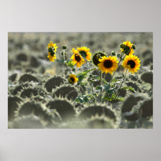 Young Yellow Sunflowers Poster