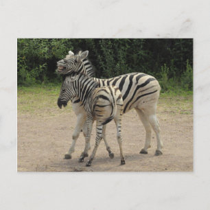 Young Zebra and Mother Playing Postcard