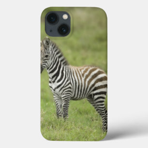 Young Zebra In The Serengeti Plain iPhone 13 Case