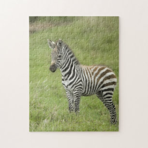 Young Zebra In The Serengeti Plain Jigsaw Puzzle