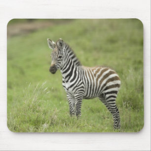 Young Zebra In The Serengeti Plain Mouse Pad