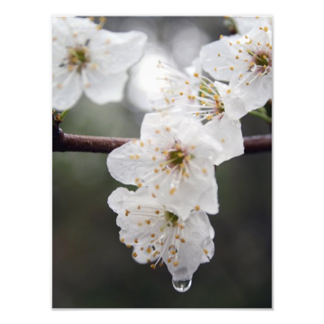 Your Custom 12" x 16" Photo Enlargement (Front)