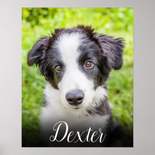 Your Favourite Pet Photo Poster