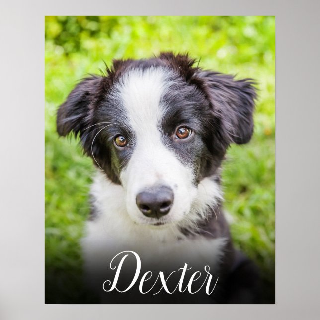 Your Favourite Pet Photo Poster (Front)