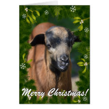 YOUR GOAT PHOTO in this Boughs and Mistletoe Frame