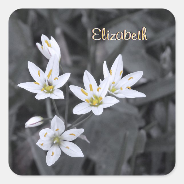 Your Name Wildflower Cluster Macro Photo Stickers (Front)