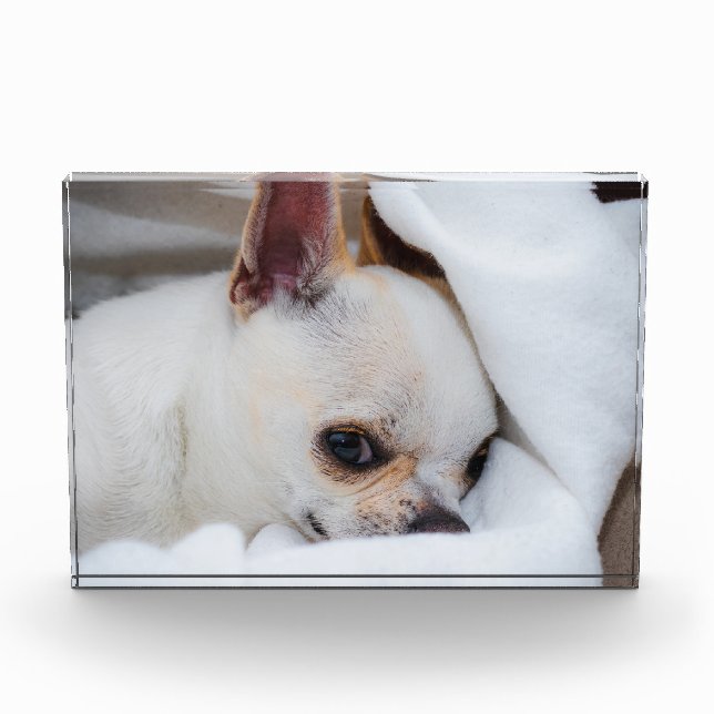 Your pet dog puppy custom photo chihuahua (Front)