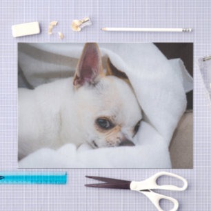 Your pet dog puppy custom photo chihuahua tissue paper