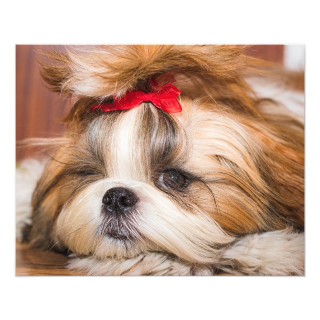 Your pet dog puppy custom photo print (Front)