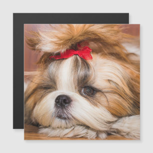Your pet dog puppy photo gift magnetic card