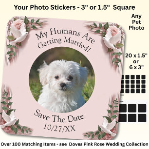 Your Pet Photo, Save The Date, Pink Roses & Doves  Square Sticker