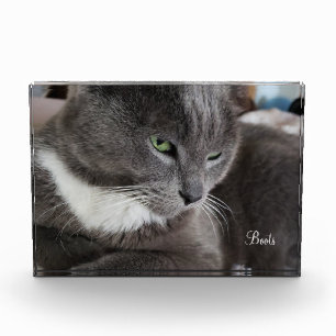 Your pet's Photo Block
